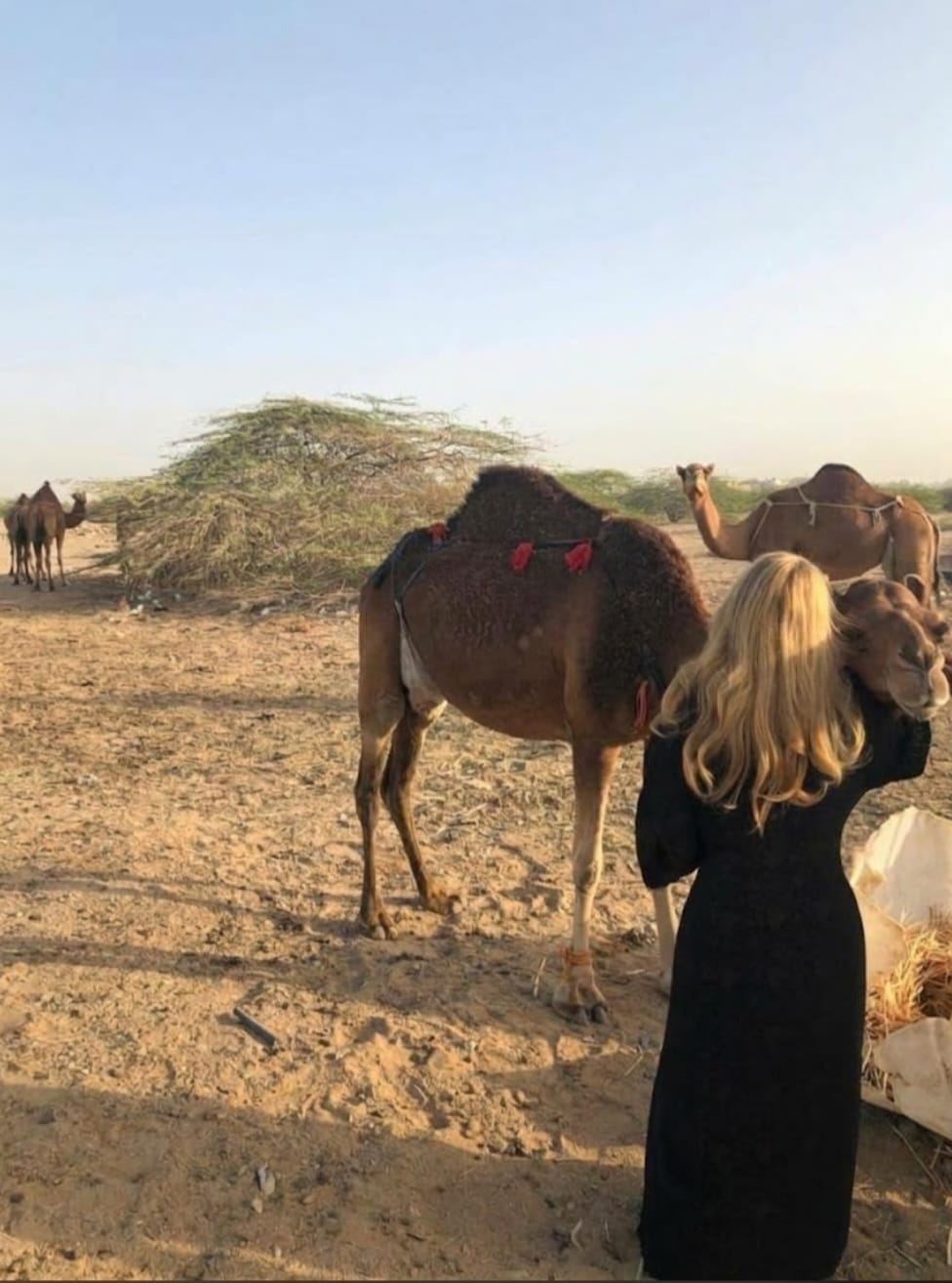 A camel resting in the desert